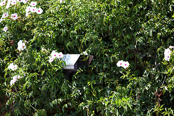 Image showing Security camera hidden in greenery