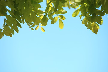 Image showing Fresh green leaves against a blue sky