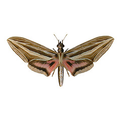 Image showing Silver-striped Hawk-Moth