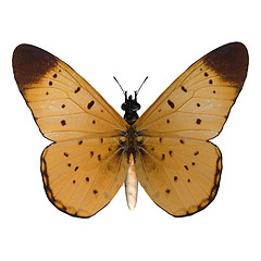 Image showing Yellow Coster Butterfly