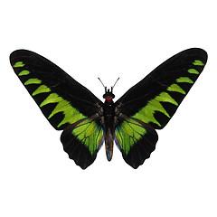 Image showing Rajah Brooke's Birdwing