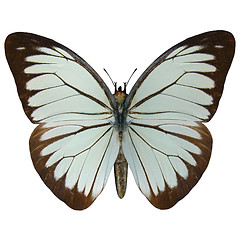 Image showing Pine White Butterfly