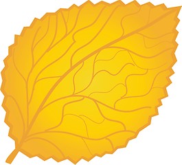 Image showing  colorful autumn leaves. Vector illustration.