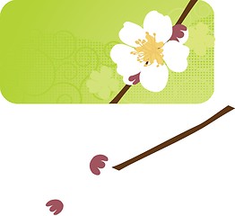 Image showing Cherry blossom ,sakura flower.