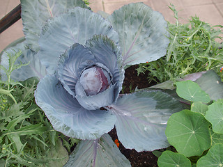 Image showing Cabbage