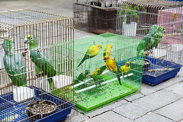 Image showing Bird for sell in Hong Kong