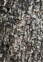 Image showing Tree bark texture