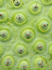 Image showing Lotus seed pod close up