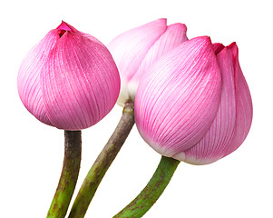 Image showing Bouquet lotus buds