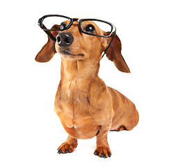 Image showing Dachshund dog with glasses