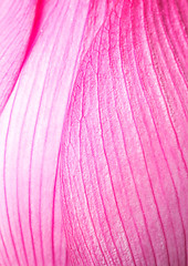 Image showing Pink lotus petal