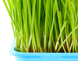 Image showing Wheatgrass close up