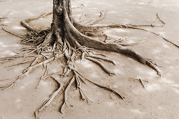 Image showing Tree root on dried land