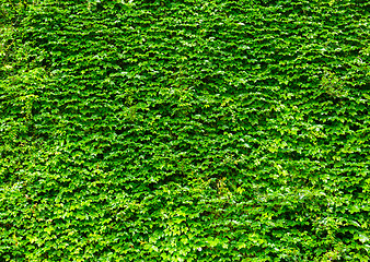 Image showing Green ivy leaves wall