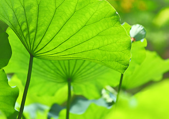 Image showing Lotus pond