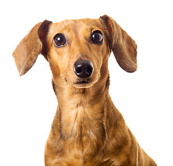 Image showing Dachshund dog