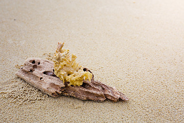 Image showing Driftwood and coral on beach