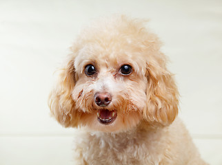 Image showing Dog poodle smile