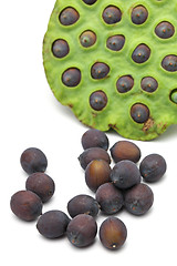 Image showing Fresh lotus ripe seed and pod