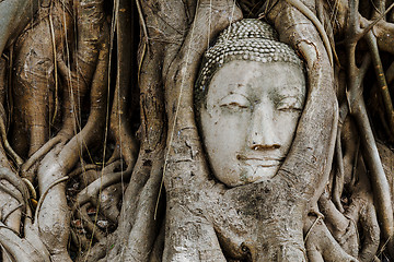 Image showing Head of Buddha in a tree trunk, Wat Mahathat