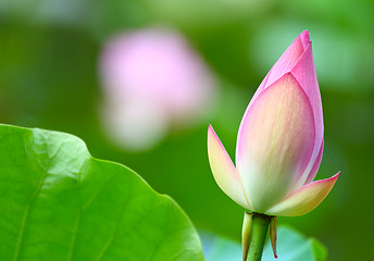 Image showing Lotus bud in pond