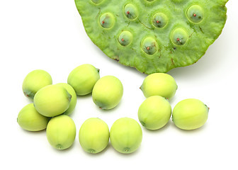 Image showing Fresh lotus seeds and pod