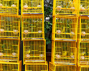 Image showing Birds in cage at birds market in Hongkong