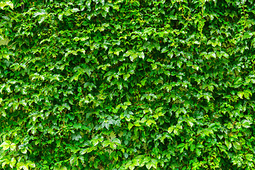 Image showing Green plant wall