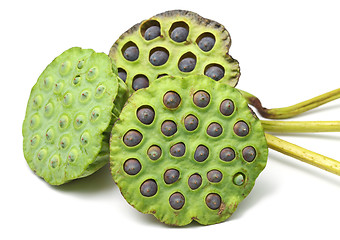 Image showing Bouquet of Lotus seed pod