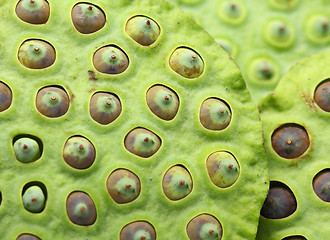 Image showing Lotus seed pod