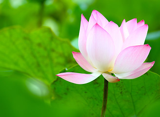 Image showing Lotus in pond