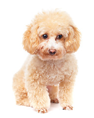 Image showing Dog poodle 