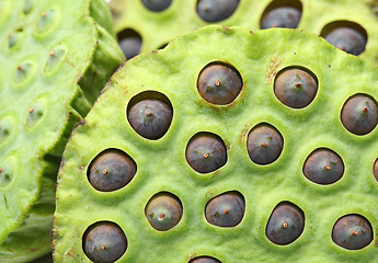 Image showing Lotus seed pod