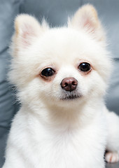 Image showing Pomeranian dog