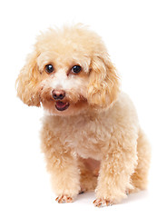 Image showing Dog poodle smile