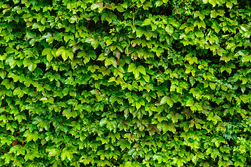 Image showing Green ivy leaves wall
