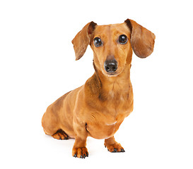 Image showing Dachshund dog portrait