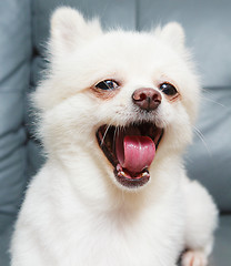 Image showing Pomeranian dog yelling