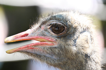 Image showing Ostrich bird