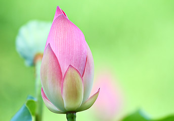 Image showing Lotus bud in pond