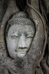 Image showing Head of Buddha in a tree trunk, Wat Mahathat