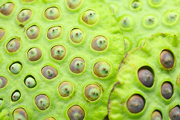 Image showing Lotus seed pod close up