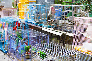 Image showing Bird for sell in bird park