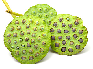 Image showing Bouquet of Lotus seed pod