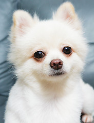 Image showing Pomeranian dog