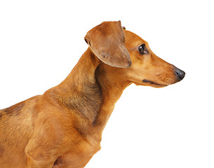 Image showing Dachshund dog