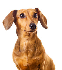 Image showing Dachshund dog