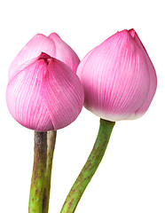 Image showing Bouquet lotus buds