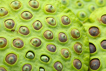 Image showing Lotus seed pod close up