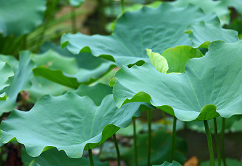 Image showing Lotus pond